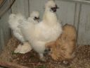 mr_lu_boo_and_his_girls_and_a_quail.jpg