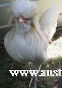 muffed___bearded_white~0.jpg