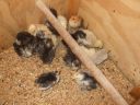 multi__silkies_and_cuckoo_chicks.jpg
