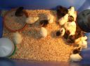 multicoloured__splits_and_silkie_chicks.jpg