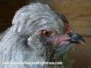 my_baby_s_have_left_the_nest~0.jpg