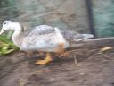 my_new_chickens21_006.jpg