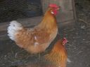 my_pets_28429_-_copy_0.jpg