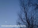 new_moon_and_silver_birch_in_winter.jpg