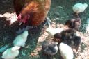 normal_100508-brownie_chicks.jpg