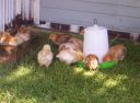 normal_2008_sept_chickens_0005.jpg