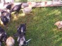 normal_2008_sept_chickens_0009.jpg