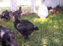 normal_2008_sept_chickens_0012~0.jpg