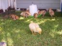 normal_2008_sept_chickens_0013.jpg