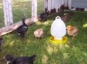 normal_2008_sept_chickens_0015.jpg