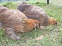 normal_2_gold_partridge_brahma_girls~0.jpg