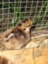 normal_3_day_old_silkie_baby.jpg