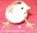 normal_8025252520pied2520pearl~0.jpg