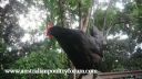 normal_a_hens_life-wombat_the_chook~0.jpg