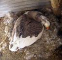 normal_above-goose-goose_s-nest.jpg