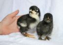 normal_araucana___pekin_x_belgian_chicks_1_day~0.jpg