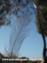 normal_araucana_feather.jpg