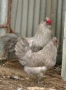 normal_araucana_lav_pair_cr_sm.jpg