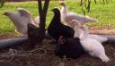 normal_australorpsleghorns2.jpg
