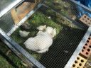 normal_baby_chook070908_008.jpg