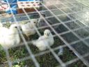 normal_baby_chook070908_011.jpg