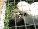 normal_baby_chook070908_012~0.jpg