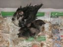 normal_baby_chook070908_014~0.jpg