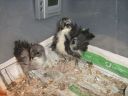 normal_baby_chook070908_018~0.jpg