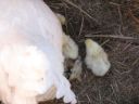 normal_baby_chook220808_002~0.jpg