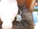 normal_baby_chook220808_003~0.jpg