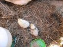 normal_baby_chook220808_004~0.jpg
