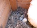 normal_baby_chook220808_005~0.jpg