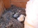 normal_baby_chook220808_006~0.jpg