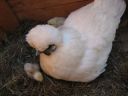 normal_baby_chook220808_008~0.jpg