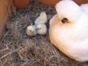 normal_baby_chook220808_009~0.jpg