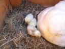 normal_baby_chook220808_010~0.jpg