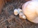 normal_baby_chook220808_011~0.jpg
