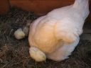 normal_baby_chook220808_012~0.jpg