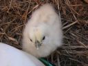 normal_baby_chook220808_013~0.jpg