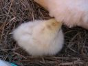normal_baby_chook220808_014~0.jpg