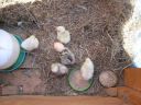 normal_baby_chook220808_018~0.jpg