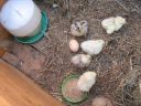 normal_baby_chook220808_019~0.jpg