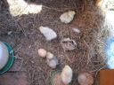 normal_baby_chook220808_020~0.jpg