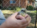 normal_baby_chook220808_021~0.jpg
