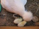 normal_baby_chook220808_024~0.jpg