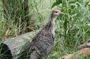 normal_baby_turkey_6_wks_old~0.jpg