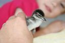normal_baby_wood_duck_2_days_old~0.jpg