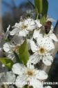 normal_bees_and_blossoms~0.jpg