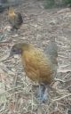 normal_belgian_bantam_x_pullets~0.jpg