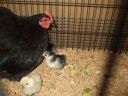 normal_black_hen_with_babies~0.jpg
